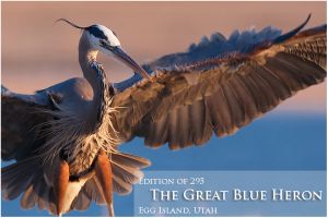 THE GREAT BLUE HERON
